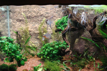 Aquarium : Réalisation et réparation Sicomin